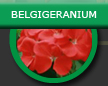 geraniums