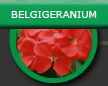 geraniums-fuchsia's