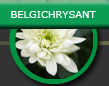 topchrysant