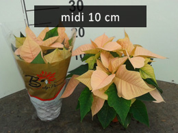 poinsettia midi10 apricot