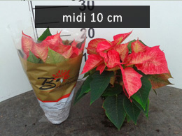 poinsettia midi10 Ice cristal