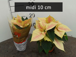 poinsettia midi10 marble