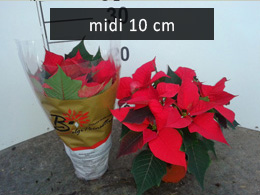 poinsettia midi10 rood