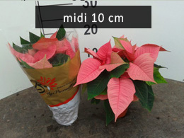 poinsettia mide10 roze