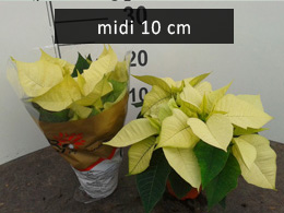 poinsettia midi10 wit