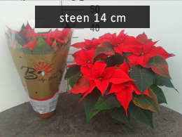 poinsettia steen14 flame oranje