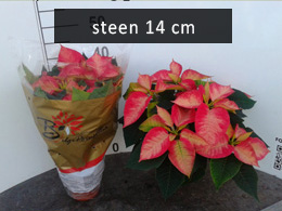 poinsettia steen14 ice cristal