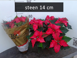 poinsettia steen14 ice punch