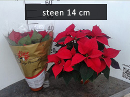 poinsettia steen14 rood