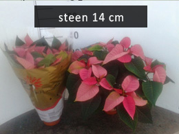 poinsettia steen14 roze