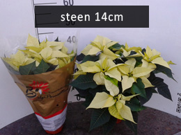 poinsettia steen14 wit