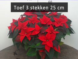 poinsettia toefP25 rood