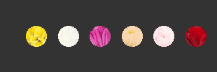 topchrysant