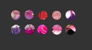 fuchsia kleur