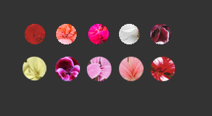 geraniums