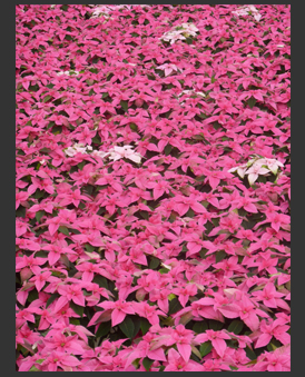 poinsettia